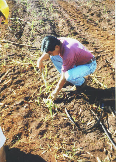 Our guide planting seed